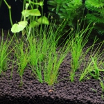 植栽から3日目　ヘアーグラスショート